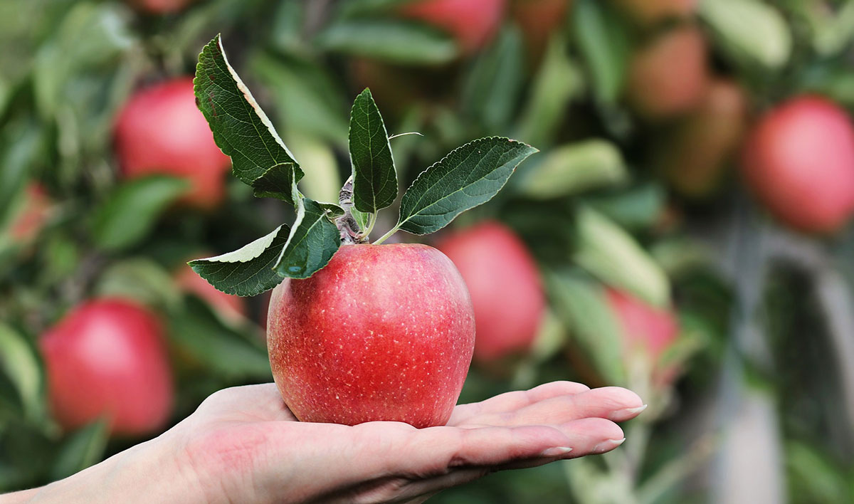 Melyik a legegészségesebb alma?